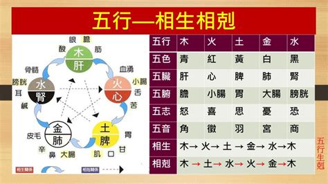 強金強水弱木|五行生剋(哲學理論):實質,特性,生克,劃分,物象歸類,相互關係,五行。